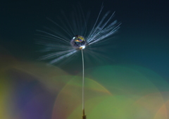 タンポポの旅は続く～♪