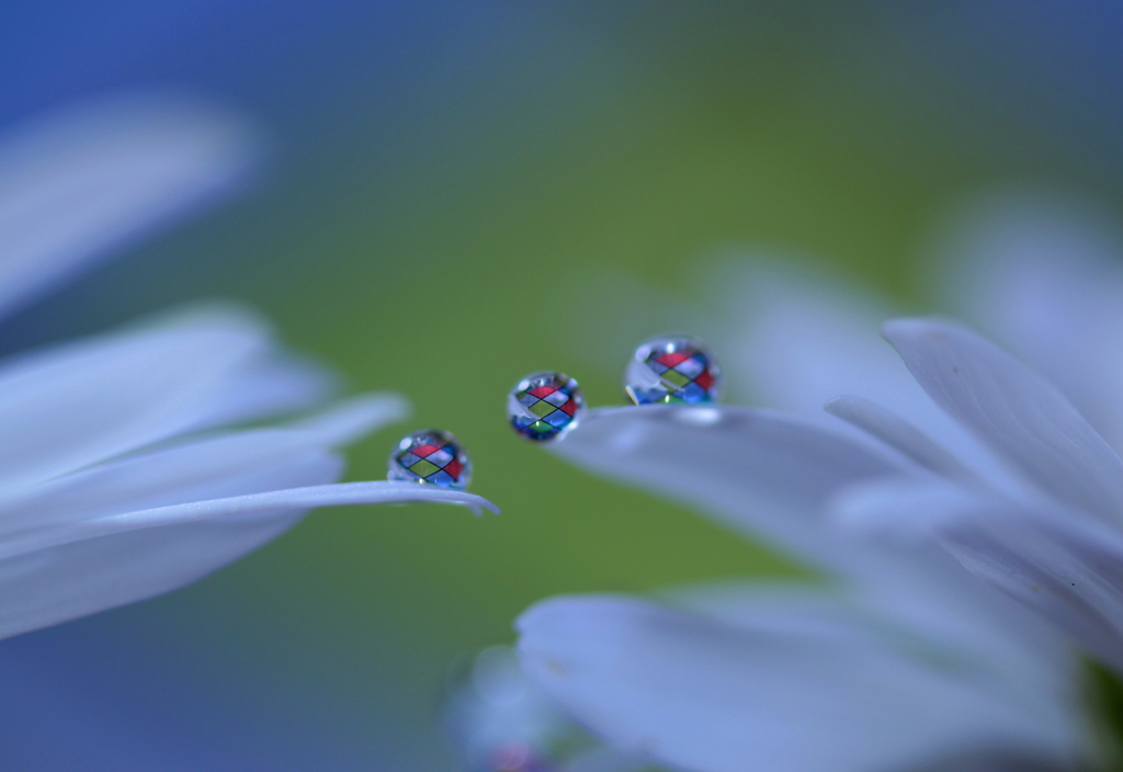 心海ＤＲＯＰＳ・・・浜菊の花びら