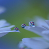 心海ＤＲＯＰＳ・・・浜菊の花びら