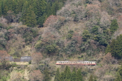新芽が吹きだした木々(アルペン号がゆく）