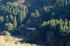 山の中を走る～♪　ダイコン君～♪