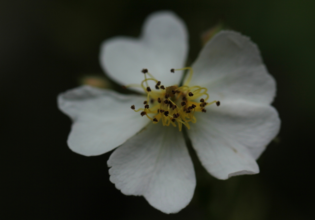 ハートの花びら