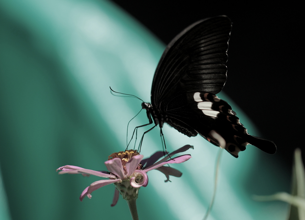 ようこそ～(*^-^*)♡　クロアゲハ君~♪