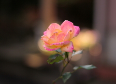 薔薇