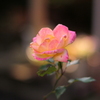 薔薇