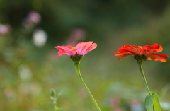 花は花は～♪花は咲く～♪