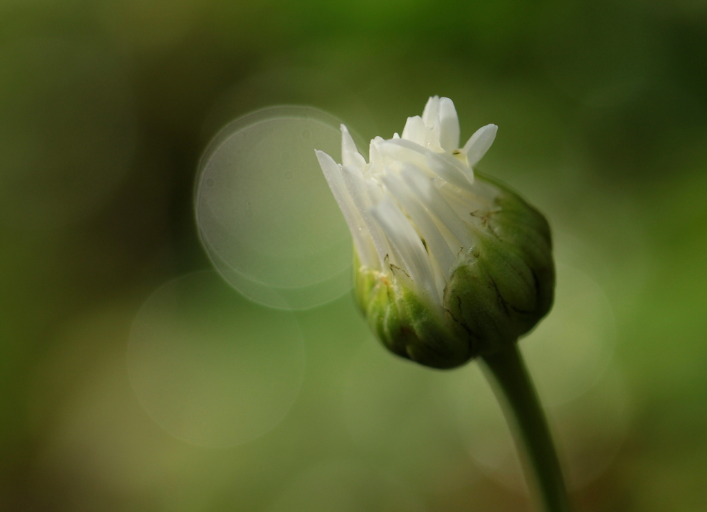 蕾　（浜菊）