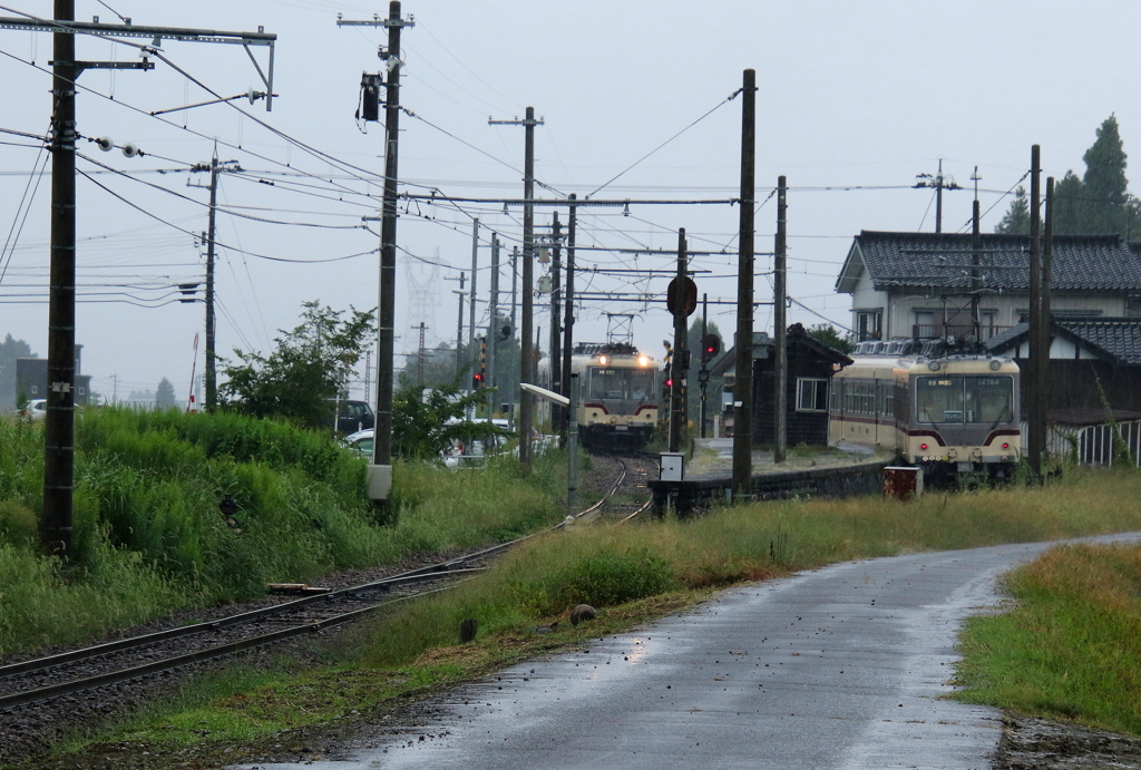 雨の日のWダイコン君～♪　すれ違い・・・・