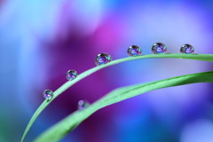 心海ＤＲＯＰＳ　107