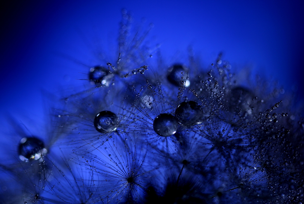心海ＤＲＯＰＳ・・・蒼の森