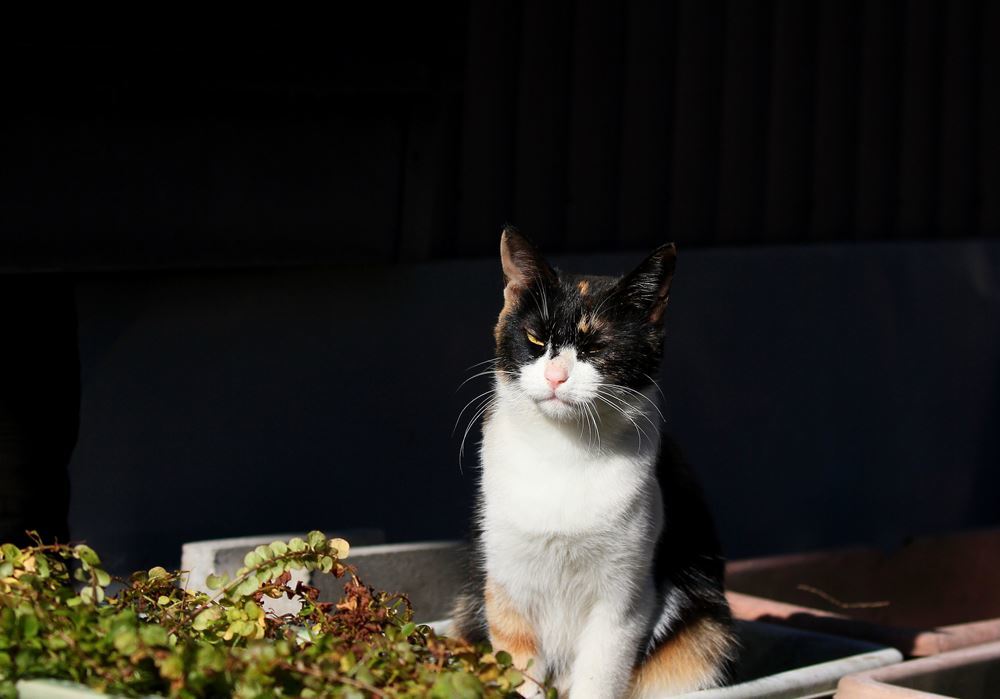 わたくし、プランターの花です！