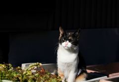 わたくし、プランターの花です！