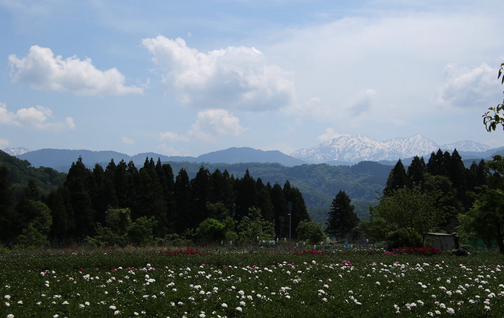 芍薬園