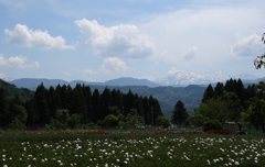 芍薬園