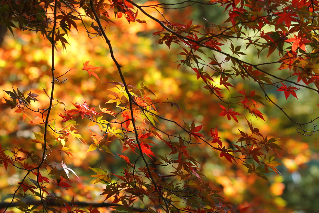 まるで花のように輝いている