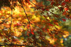 まるで花のように輝いている