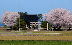 神社の桜