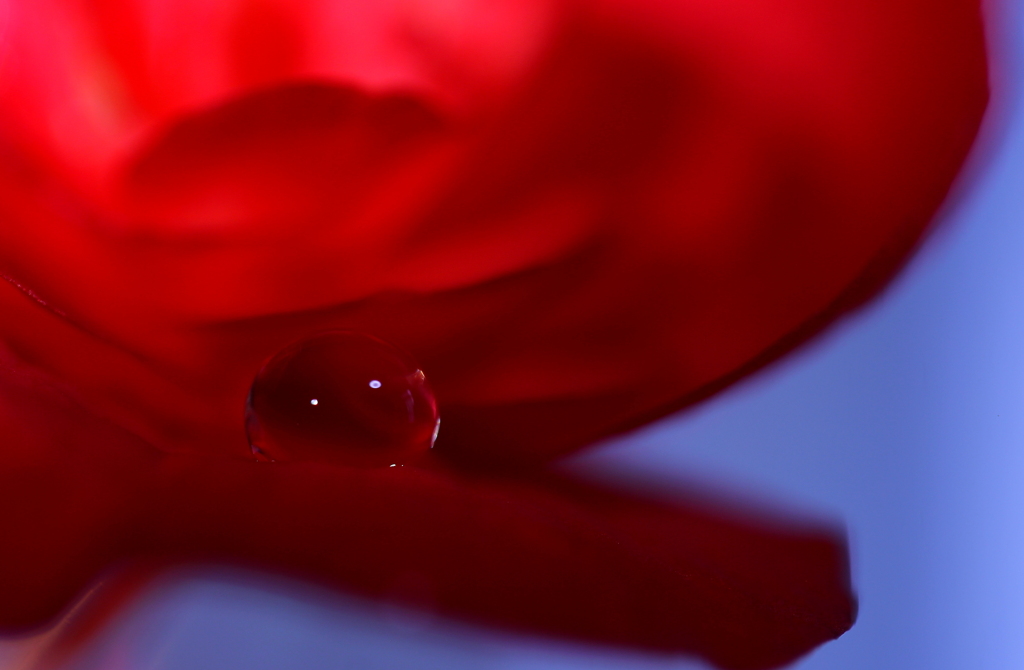 蜜の味