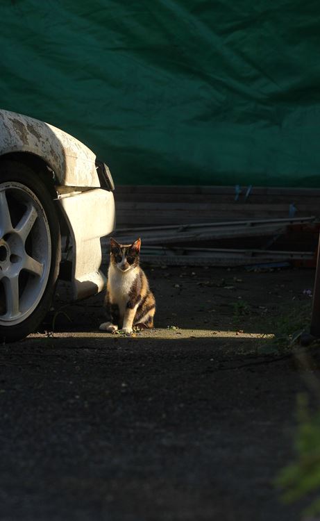 スポットライト