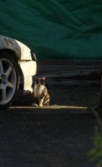 スポットライト