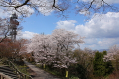 桜並木の道の上で・・・