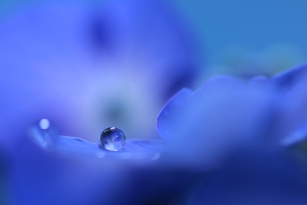 空を染めてゆく青になりたい（紫陽花の独り言）