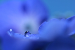 空を染めてゆく青になりたい（紫陽花の独り言）