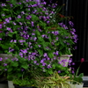 プランターの花