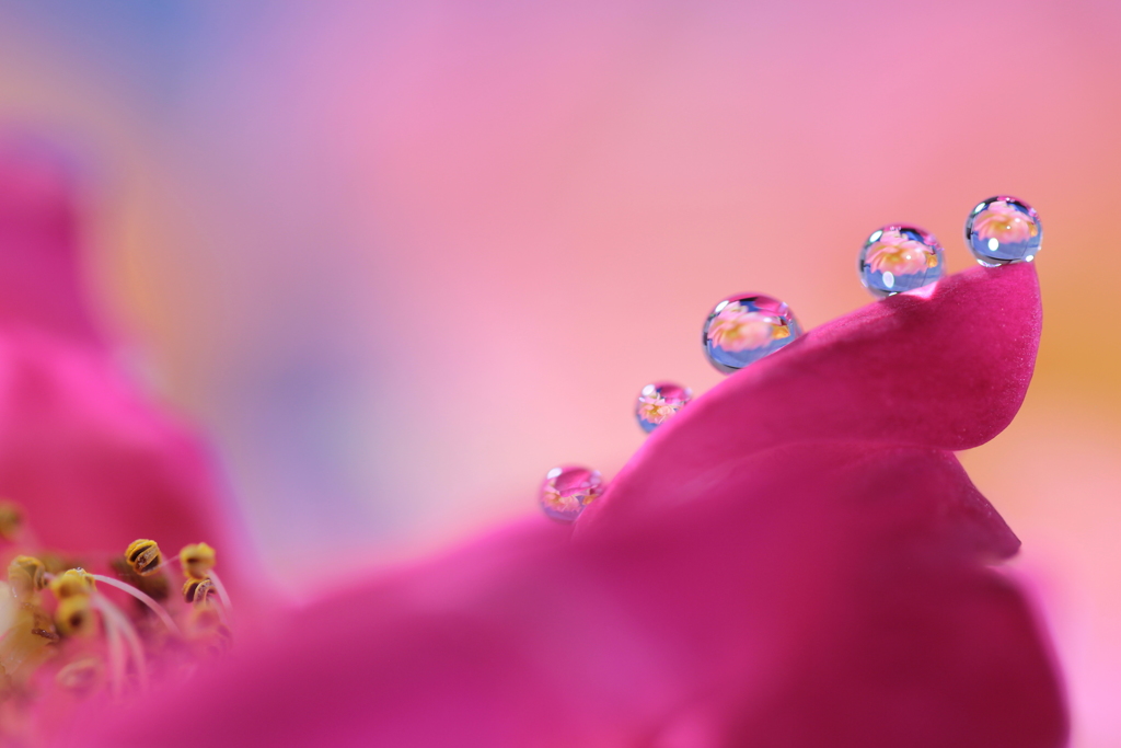 夢みる薔薇の花びら