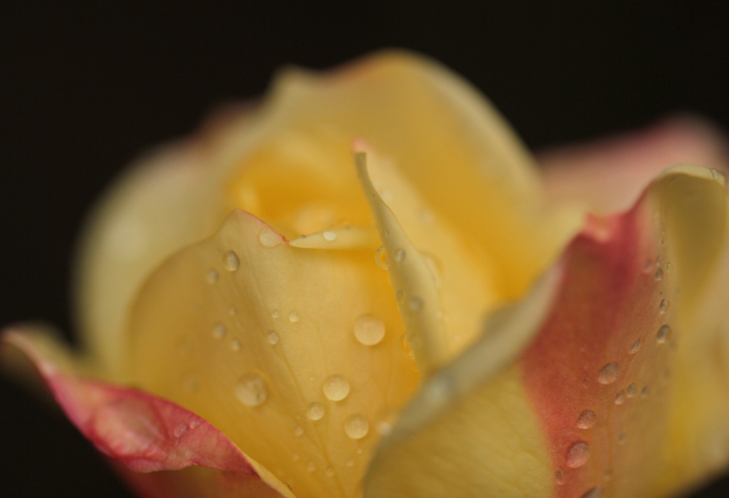 雨に濡れた薔薇