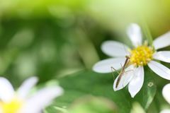 冒険中のカマキリ君