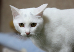 cat's-eye　2
