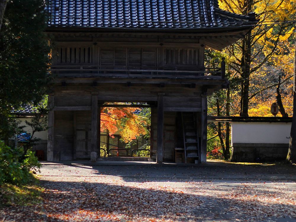 落ち葉る紅葉