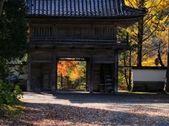 落ち葉る紅葉