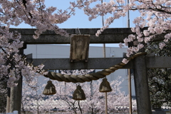 鳥居の桜