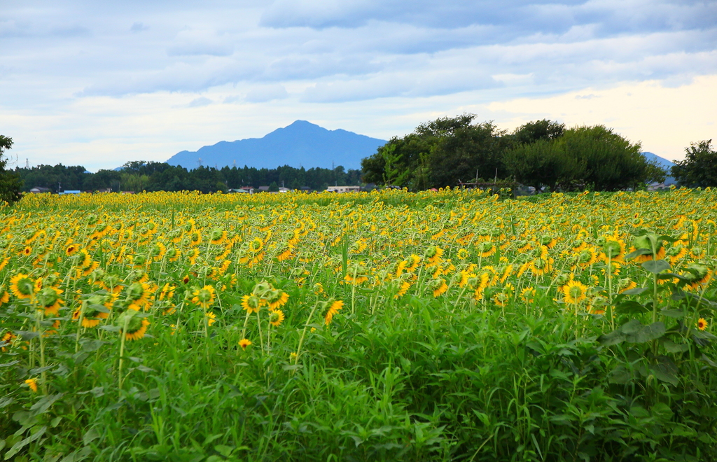 米山におじきをする向日葵軍団