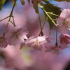 桜（河津桜）