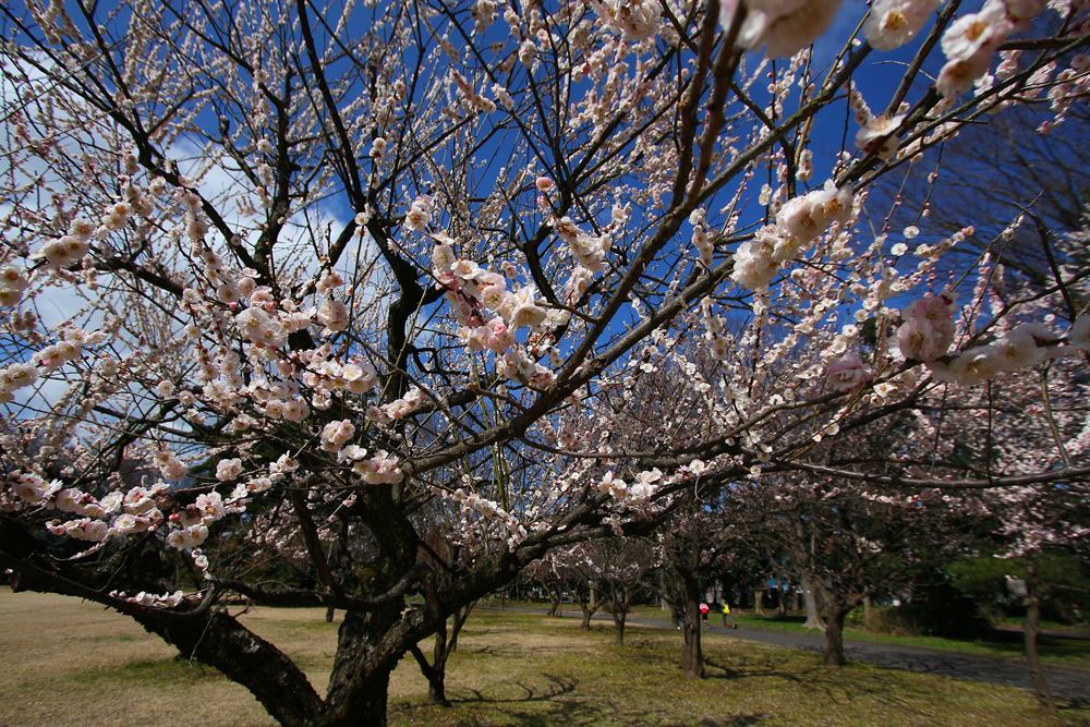 遅咲きの梅が満開