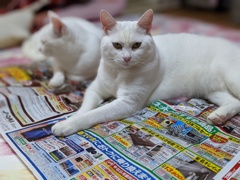 ボクの欲しいものは・・・。