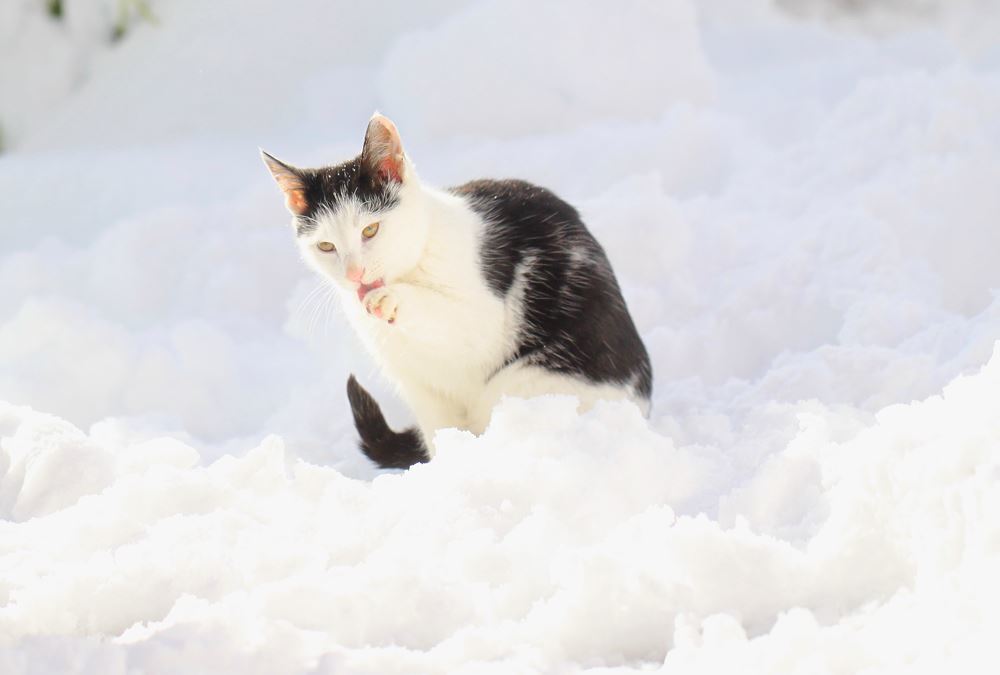 足んよが冷たい