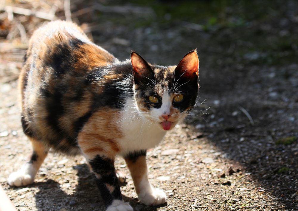 テヘニャン　(=^・^=)　②