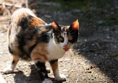 テヘニャン　(=^・^=)　②