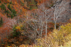紅葉の中の裸木