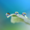 心海DROPS