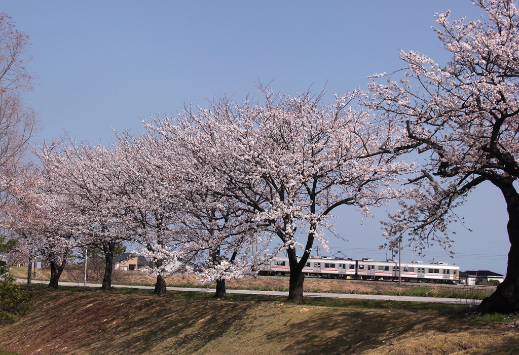 満開桜を通過中～