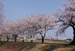 満開桜を通過中～