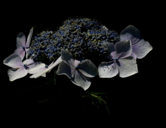 紫陽花シリーズ（季節はめぐる）