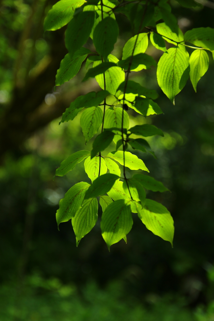 若葉の茂る頃