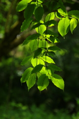 若葉の茂る頃