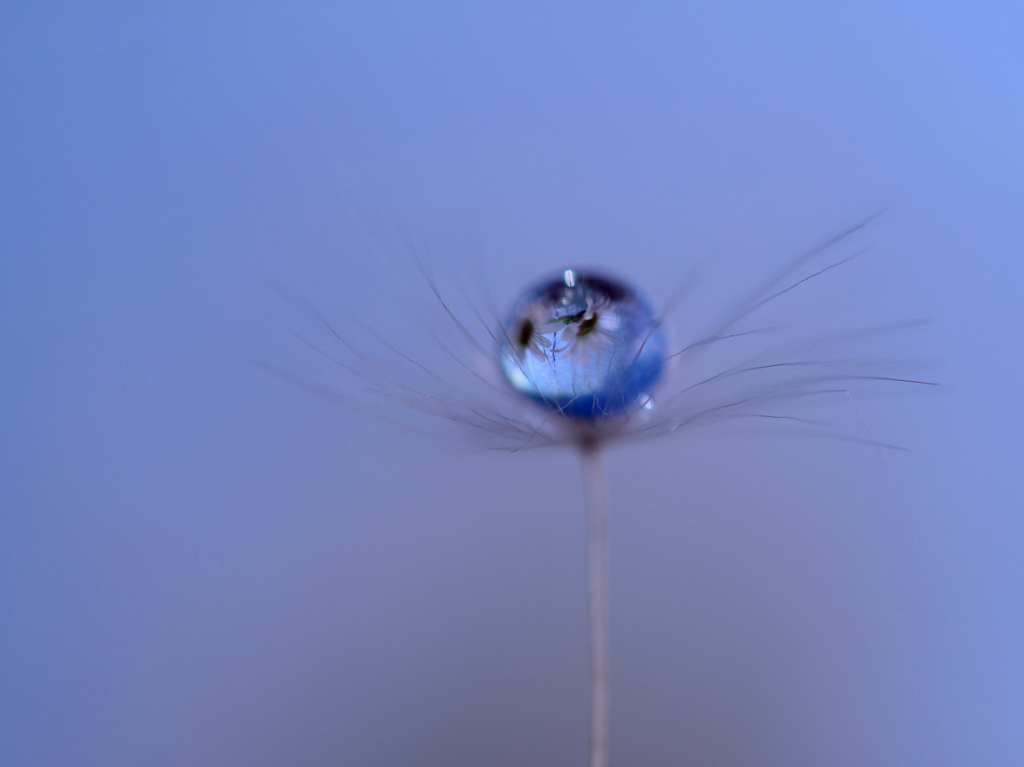 浜菊には青空が似合う